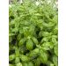 Basilico Genovese BIO per Giardini Indoor
