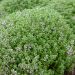 Timo officinale BIO per Giardini Indoor