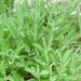 Salvia officinale BIO