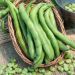 Fava d'Aguadulce