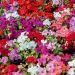Impatiens hybridas in mix