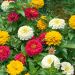Zinnia Lilliput in mix