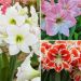 Collezione di 3 Amaryllis