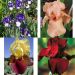Collezione Iris a grandi fiori 8