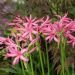 Nerine Bowdenii