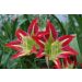 Hippeastrum KIARA