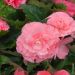 Begonia NON STOP ® rosa