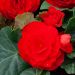Begonia NON STOP ® Rossa