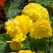 Begonia NON STOP ® Gialla