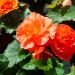 Begonia NON STOP ® Rame