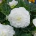 Begonia NON STOP ® Bianca