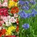 Collection d'alstroemères en mélange et d'agapanthes bleues
