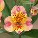 Alstroemeria Giglio del Perù Chartrené