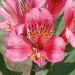 Alstroemeria Giglio del Perù Marcé