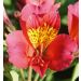 Alstroemeria Giglio del Perù Turcallaut
