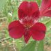 Alstroemeria Giglio del Perù Emmanuel
