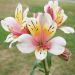 Alstroemeria Giglio del Perù Anne