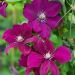 Clematis Rouge Cardinal