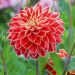 Dalia decorativa Maxime