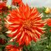 Dalia decorativa Feu Follet