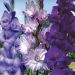 Gladioli assortimento Blue Lagon