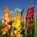 Gladioli assortimento toni caldi