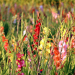 Gladioli In Mix
