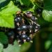 Ribes nero Noir de Bourgogne