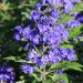 Caryopteris GRAND BLEU® 'Inoveris'