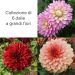 Collezione di 6 dalie a grandi fiori