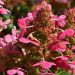 Hortensia paniculé ou Hydrangea paniculata PRIM'RED® 'COUHAPRIM'