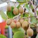 Actinidia Kiwi SOLISSIMO ® Renact