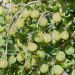 Ribes Uva Crispa - Uva Spina Lady Delameen