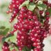 Ribes Versaillaise Rouge