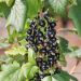 Ribes a grappoli Gigante di Boskoop