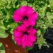 Petunia SURFINIA ® PURPLE ® Shihi Brilliant
