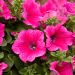 Petunia SURFINIA ® HOT PINK ® Sunrovein