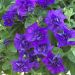 Pétunia SURFINIA ® DOUBLE BLUE STAR ® Sunsurfelevi