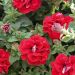 Pétunia SURFINIA ® DOUBLE RED ® Keidoreal