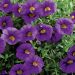 Calibrachoa MILLION BELLS ® Trailing blue Sunbelkubu