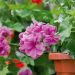 Geranio Edera doppio AMETHYST Fisdel