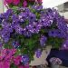 Petunia ricadente NIGHT SKY ®