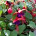 Fucsia ricadente Dark Eyes