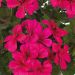 Geranio TOSCANA ® Villetta Neon Rosa