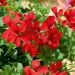 GeranioTOSCANA ® Villetta Red