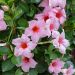 Dipladenia SUNDAVILLE ® Cream Pink Sunparapibra