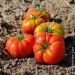 Plant de Tomate Delizia F1 type Marmande