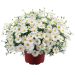 Brachycome SURDAISY ® White Imp. Bonbra 1277