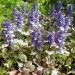 Ajuga reptans ‘Burgundy Glow’ - Bugola