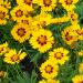 Coreopsis Sterntaler